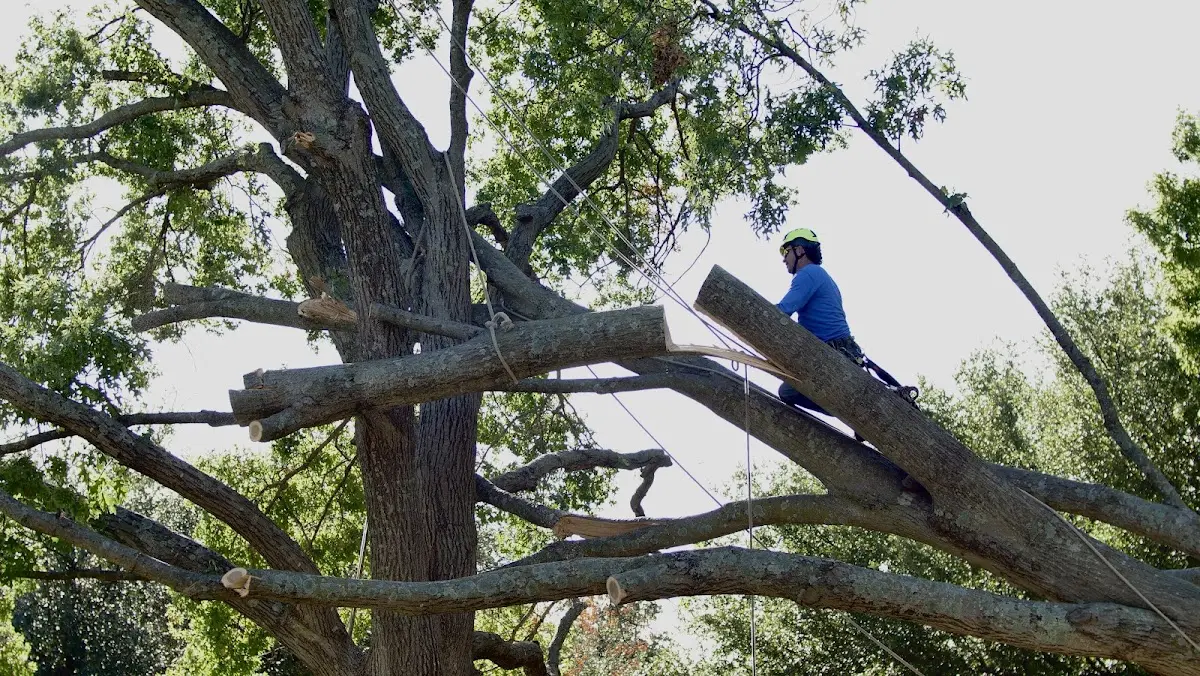 Professional Hazardous Tree Removal performed by certified arborists in Black