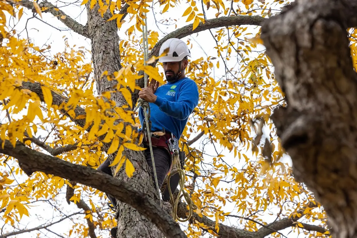 Skilled Dead Tree Removal crew working in Black